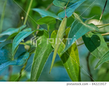 Vincetoxicum sublanceta 特有的卵泡 Vincetoxicum sublanceta 特有的卵泡 84221917
