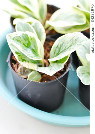 Peperomia obtusifolia , Baby Rubber Plant or Pepper Face or PIPERACEAE Peperomia obtusifolia , Baby Rubber Plant or Pepper Face or PIPERACEAE 84221970