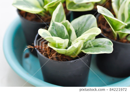 Peperomia obtusifolia , Baby Rubber Plant or  Pepper Face or PIPERACEAE 84221972