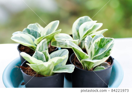Peperomia obtusifolia , Baby Rubber Plant or Pepper Face or PIPERACEAE Peperomia obtusifolia , Baby Rubber Plant or Pepper Face or PIPERACEAE 84221973