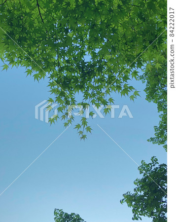 新鮮的綠色秋葉在藍天中閃耀 84222017