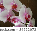 Pink Phalaenopsis 1 84222072