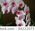 Pink Phalaenopsis 2 84222073