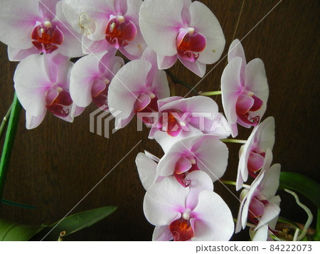 Pink Phalaenopsis 2 84222073