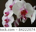 Pink Phalaenopsis 3 84222074