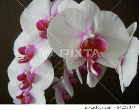 Pink Phalaenopsis 3 84222074