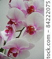Pink phalaenopsis up 84222075