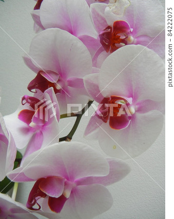 Pink phalaenopsis up 84222075