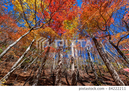 Autumn leaves season 84222211