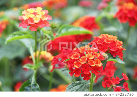 Lantana 84222786