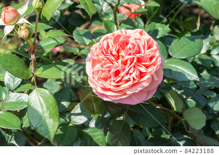Blooming roses Blooming roses 84223188