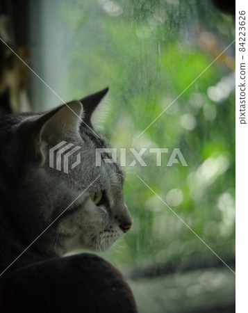 cute young AMERICAN SHORT HAIR kitten grey and black stripes home cat relaxing in bedroom at a window portrait view selective focus blur home green home garden outdoor background. cute young AMERICAN SHORT HAIR kitten grey and black stripes home cat relaxing in bedroom at a window portrait view selective focus blur home green home garden outdoor background. 84223626