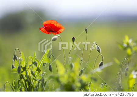 Close-up of tender blooming lit by summer sun one red wild poppy and undiluted flower buds on high stems on blurred bright green summer background. Beauty and tenderness of nature concept. Close-up of tender blooming lit by summer sun one red wild poppy and undiluted flower buds on high stems on blurred bright green summer background. Beauty and tenderness of nature concept. 84223796
