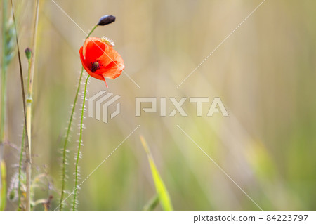 Close-up of tender beautifully blooming lit by summer sun red wild poppy and undiluted flower bud on high stem on blurred bright green summer background. Beauty and tenderness of nature concept. Close-up of tender beautifully blooming lit by summer sun red wild poppy and undiluted flower bud on high stem on blurred bright green summer background. Beauty and tenderness of nature concept. 84223797