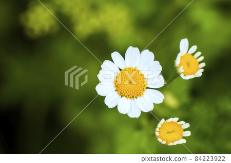 Close up little white daisy flowers 84223922