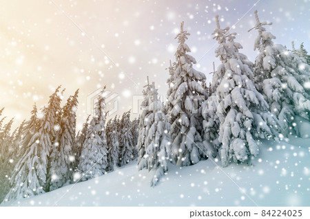 Beautiful winter mountain landscape. Tall spruce trees covered with snow in winter forest and cloudy sky background. 84224025