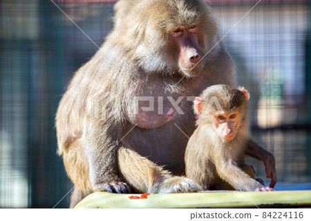 Baboon monkeys in a zoo on sunny day. 84224116
