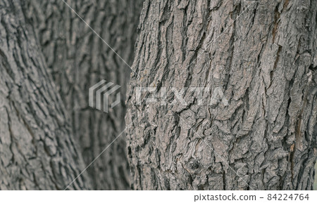 A tree bark background with three trees A tree bark background with three trees 84224764