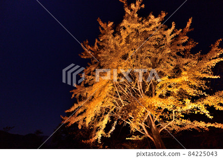 Night ginkgo Night ginkgo 84225043