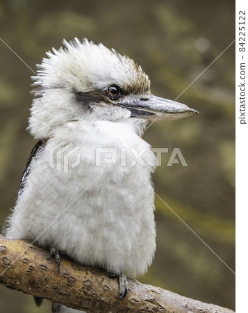 Full-length portrait of Kookaburra or Dacelo gigas. Terrestrial tree kingfisher on brown natural background. Full-length portrait of Kookaburra or Dacelo gigas. Terrestrial tree kingfisher on brown natural background. 84225122