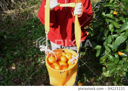 柑橘採收工作 柑橘採收工作 84225131