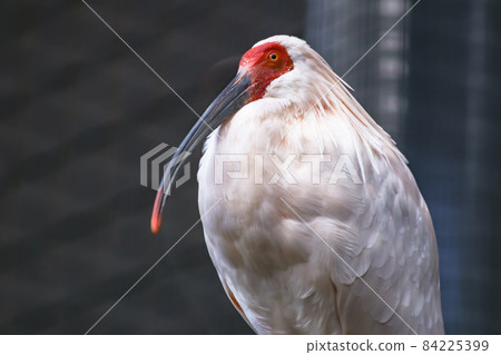 Crested ibis in the non-breeding season Nipponia nippon Crested ibis in the non-breeding season Nipponia nippon 84225399