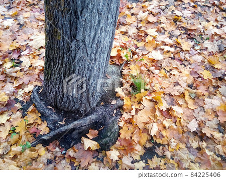 Tree trunk with roots and fallen leaves in autumn Tree trunk with roots and fallen leaves in autumn 84225406