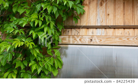 Natural background of girlish grapes. Green fence of parthenocissus henryana. Wild grapes, green foliage, background 84225439