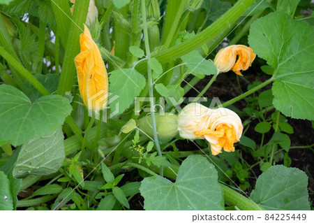 A zucchini flower with a green young zucchini growing next to it A zucchini flower with a green young zucchini growing next to it 84225449
