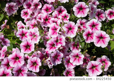purple petunia flowers in the garden in Spring time. purple petunia flowers in the garden in Spring time. 84225450