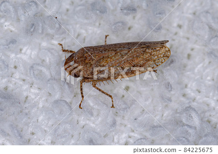 Small Typical Leafhopper Small Typical Leafhopper 84225675