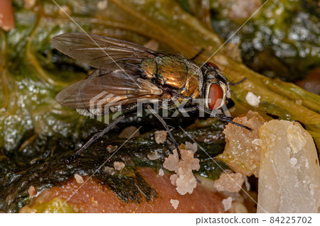 Adult Greenbottle Fly Adult Greenbottle Fly 84225702