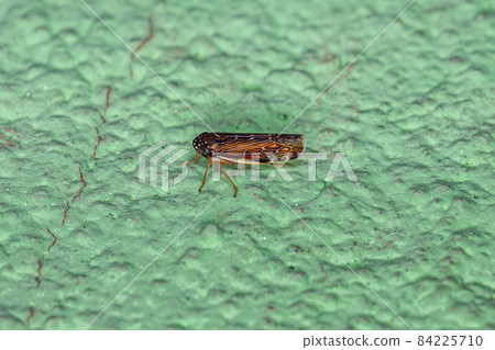 Small adult Typical Leafhopper 84225710