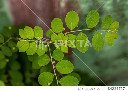 Mascarene Island Leaf-Flower Plant 84225717