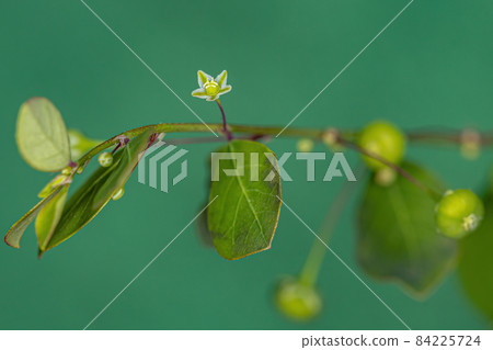 Mascarene Island Leaf-Flower Plant 84225724