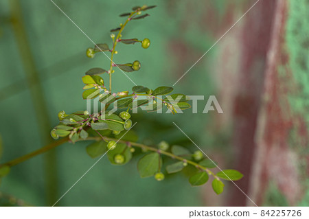 Mascarene Island Leaf-Flower Plant 84225726