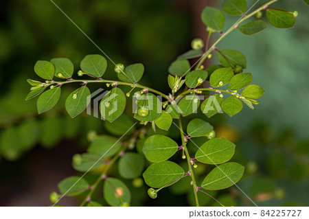 Mascarene Island Leaf-Flower Plant 84225727