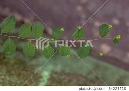 Mascarene Island Leaf-Flower Plant Mascarene Island Leaf-Flower Plant 84225728