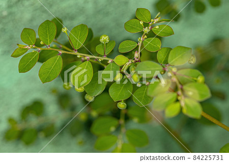 Mascarene Island Leaf-Flower Plant 84225731