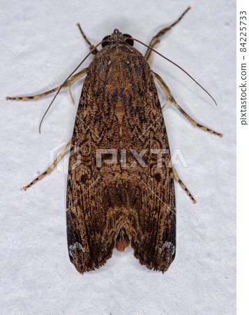 Adult Orbed Narrow-wing Moth 84225733