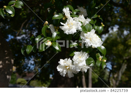 White camellia 84225739