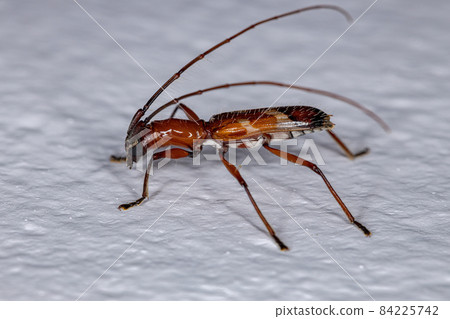 Adult Typical Longhorn Beetle Adult Typical Longhorn Beetle 84225742