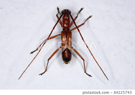 Adult Typical Longhorn Beetle Adult Typical Longhorn Beetle 84225743