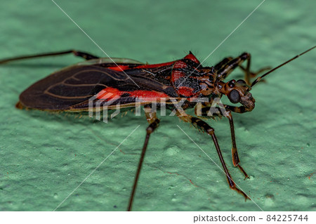 Adult Assassin Bug Adult Assassin Bug 84225744