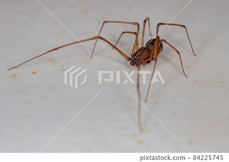 Adult Male Brown Spitting Spider Adult Male Brown Spitting Spider 84225745