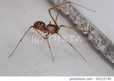 Adult Male Brown Spitting Spider Adult Male Brown Spitting Spider 84225746