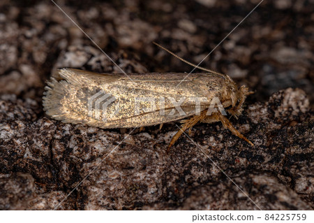Small Adult Moth Small Adult Moth 84225759