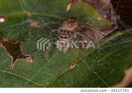 Small Jumping Spider Small Jumping Spider 84225763