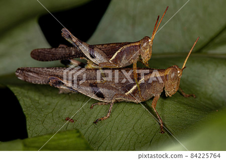 Adult Short-horned Grasshoppers 84225764