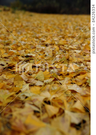 Ginkgo biloba at the beginning of falling leaves (Towada City, Aomori Prefecture) 84226334